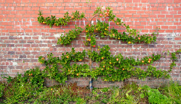 Espalier Fruit Tree Training And Pruning