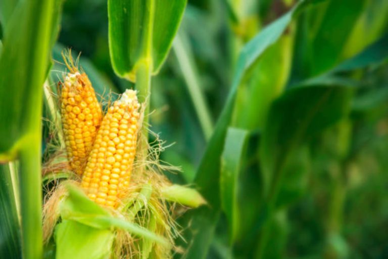 How to Grow Corn in the UK 2 important types