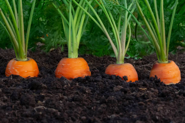 Can you Grow Carrots from Carrot Tops?
