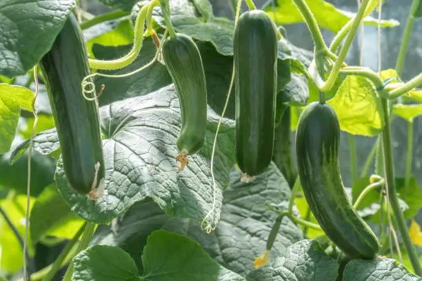 Growing Cucumbers In A Greenhouse Problems & How to Fix