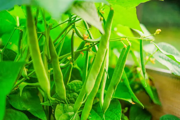 How To Freeze Runner Beans Blanching?