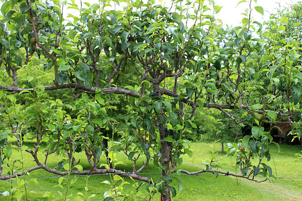 How to Train a Free-Standing Apple Tree