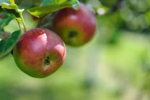 How to grow an apple tree from seeds