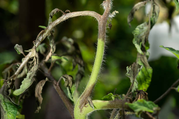 What Does Blight Look Like on Potatoes? 10 best preventive steps
