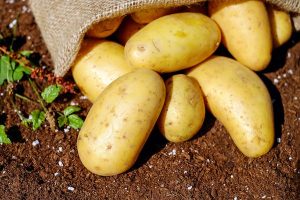 When to harvest potatoes UK | Earlies, Second Earlies and Main crop