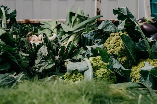 How to grow broccoli in the UK?  2 best ways