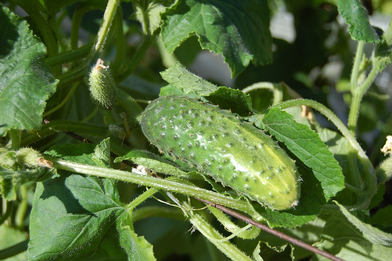 Baby Cucumbers Dying On The Vine
