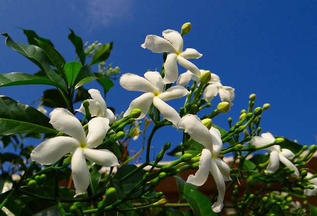 How to grow Jasmine plant from cutting? 8 Best steps