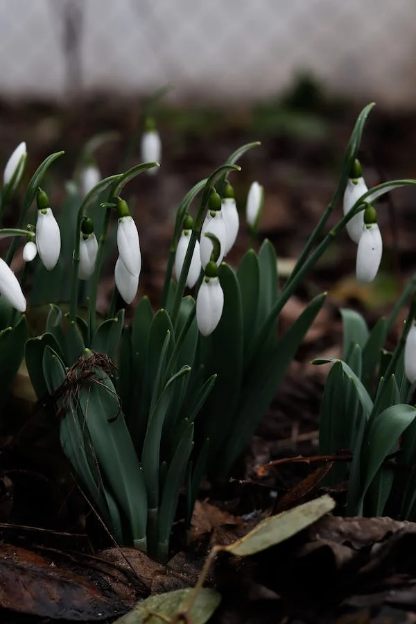 How to Grow and Care for snowdrop flower?
