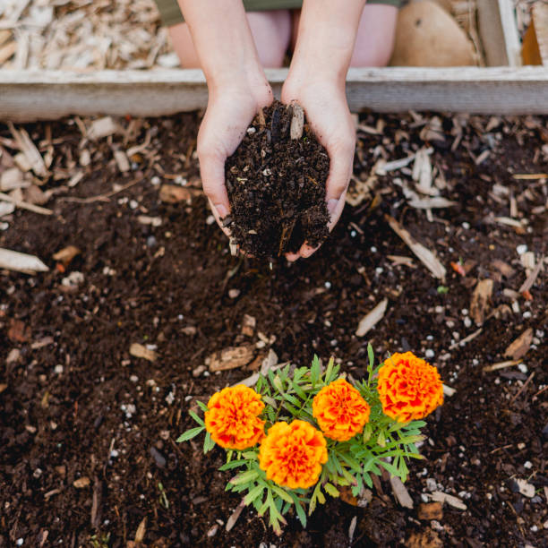 What is mulch and mulching in the garden?