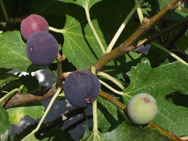 How to prune fig trees? Best methods